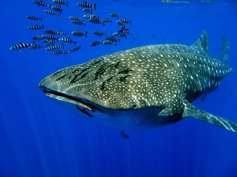 Tauchsafari auf den Azoren: Abenteuer unter Wasser und kulinarische Entdeckungen