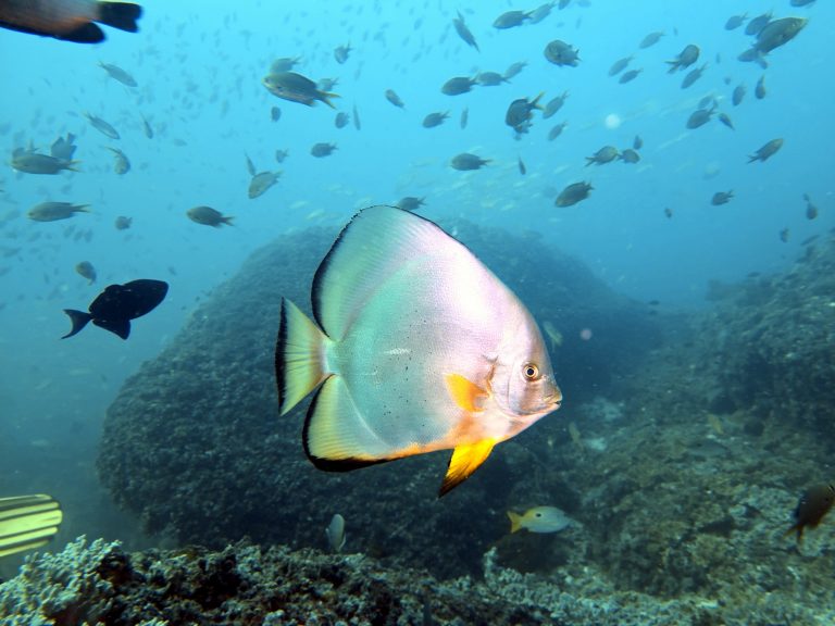 Ein bisschen den Oman entdecken, unter und über Wasser